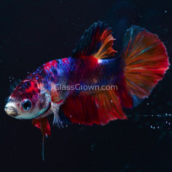 Male Koi Galaxy Plakat Betta