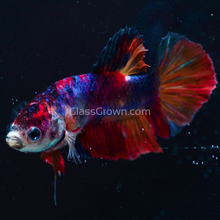 Male Koi Galaxy Plakat Betta