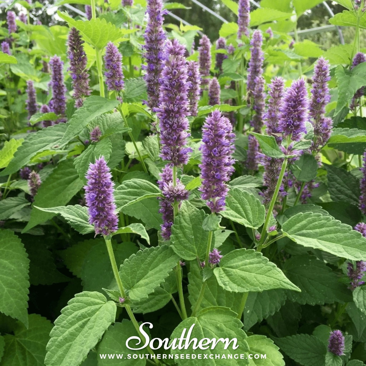 Korean Mint Seeds, Agastache rugosa, Heirloom, Aromatic, Pollinator Attracting, Herbal Tea, 50 Seeds