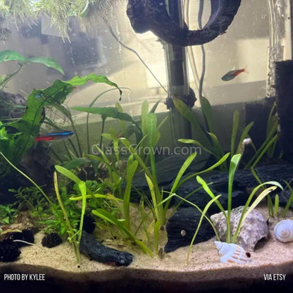 Dwarf Sagittaria Subulata