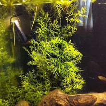 Lace Leaf Water Sprite (Indian Fern)