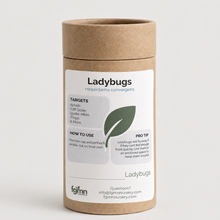 Ladybugs
