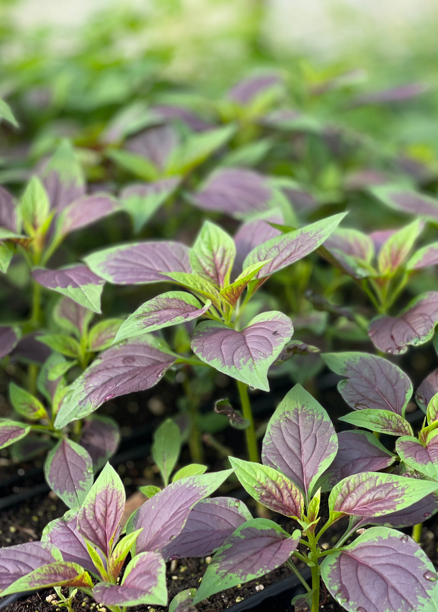 Lagos Spinach (Celosia argentea) - Nutritious Heat-Tolerant Leafy Green, West African Vegetable, Edible Leaves, Ornamental Flowers