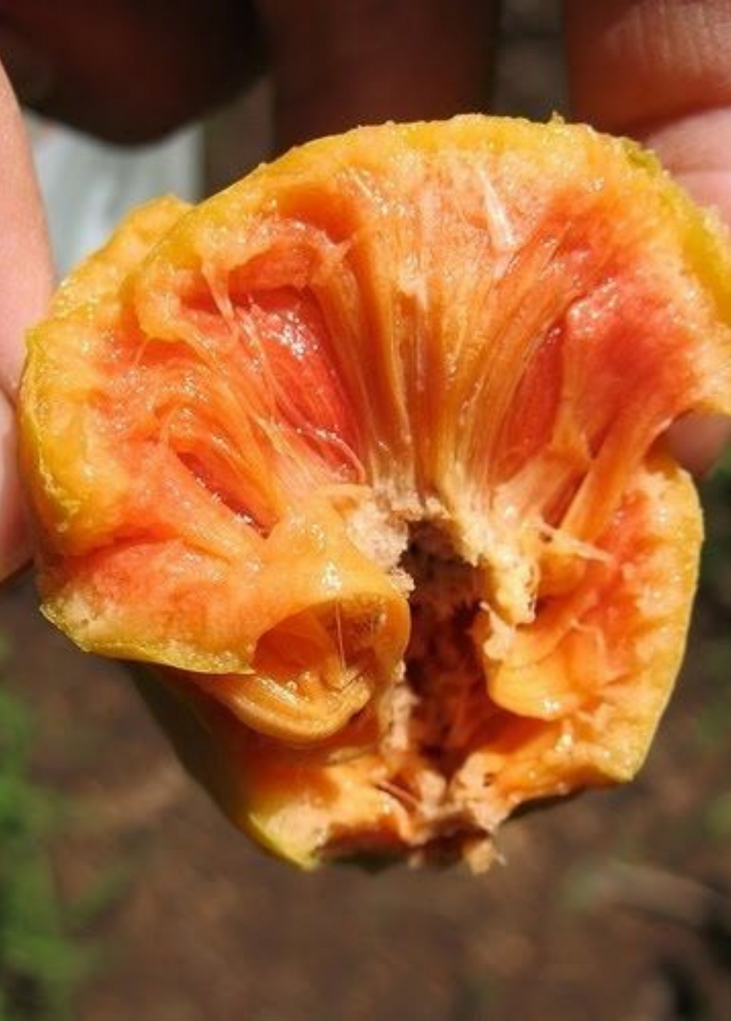 Lakoocha Tree Live Plant - Tropical Artocarpus lacucha Fruit Tree for Culinary & Timber Use