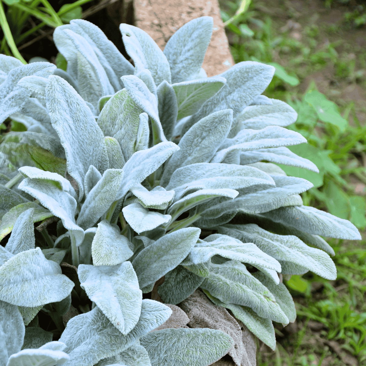 Lamb's Ear Seeds – Heirloom Perennial Groundcover – Silvery Gray Fuzzy Foliage – Stachys Byzantina, Drought-Tolerant, Low Maintenance