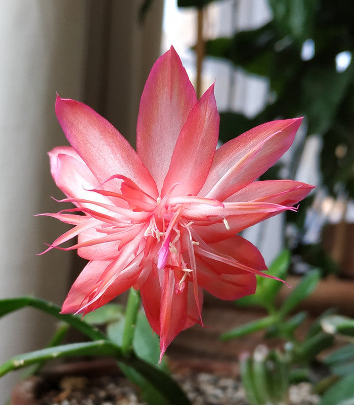 Unrooted Holiday Cactus Cuttings – Schlumbergera Laranja Dobrada – Rare Double Orange Blooms – Thanksgiving & Christmas Cactus