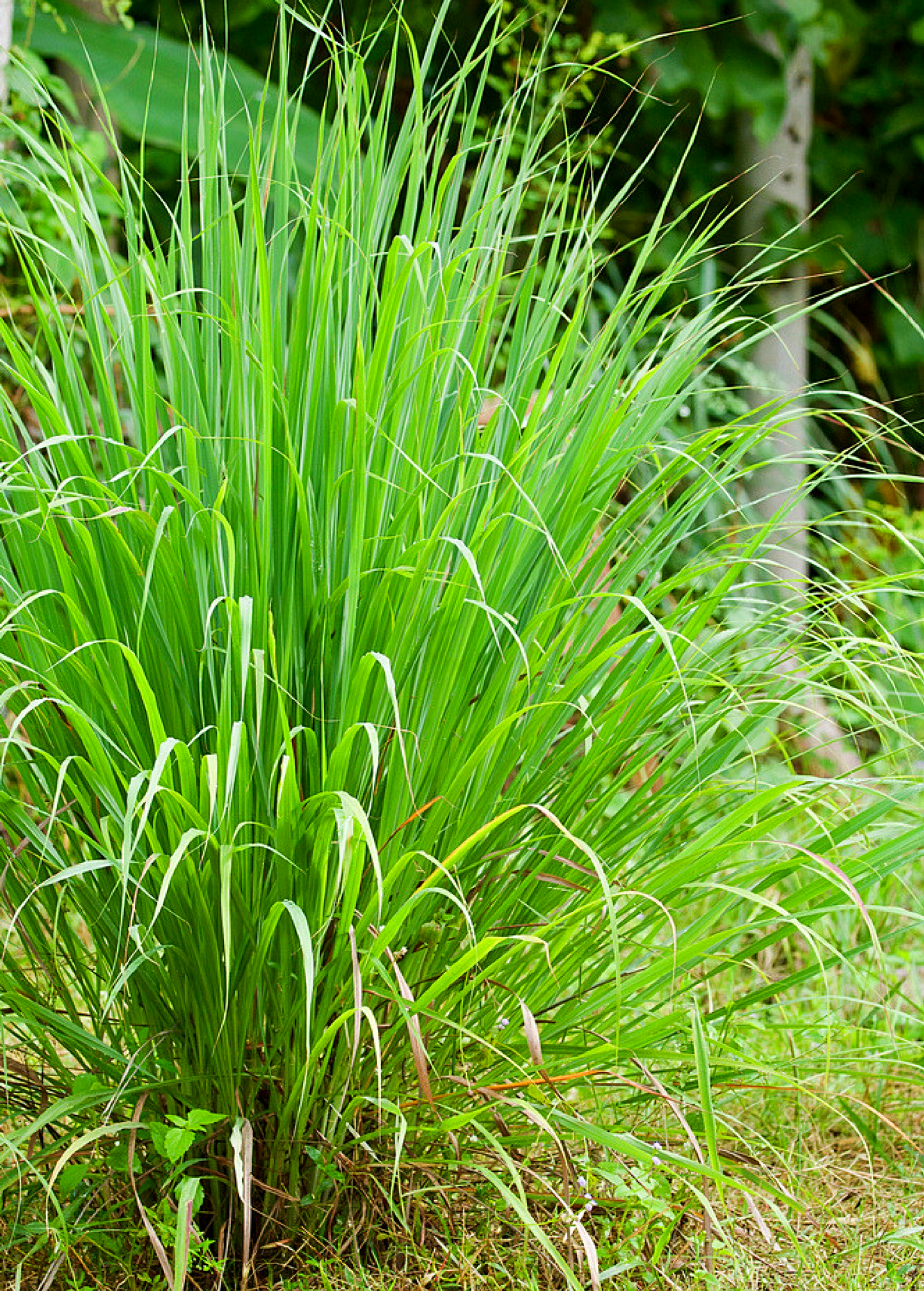 Lemongrass Plant, Cymbopogon citratus, Fresh Herb for Cooking, Tea & Aromatherapy, 2' Tall, Perennial in Warm Climates