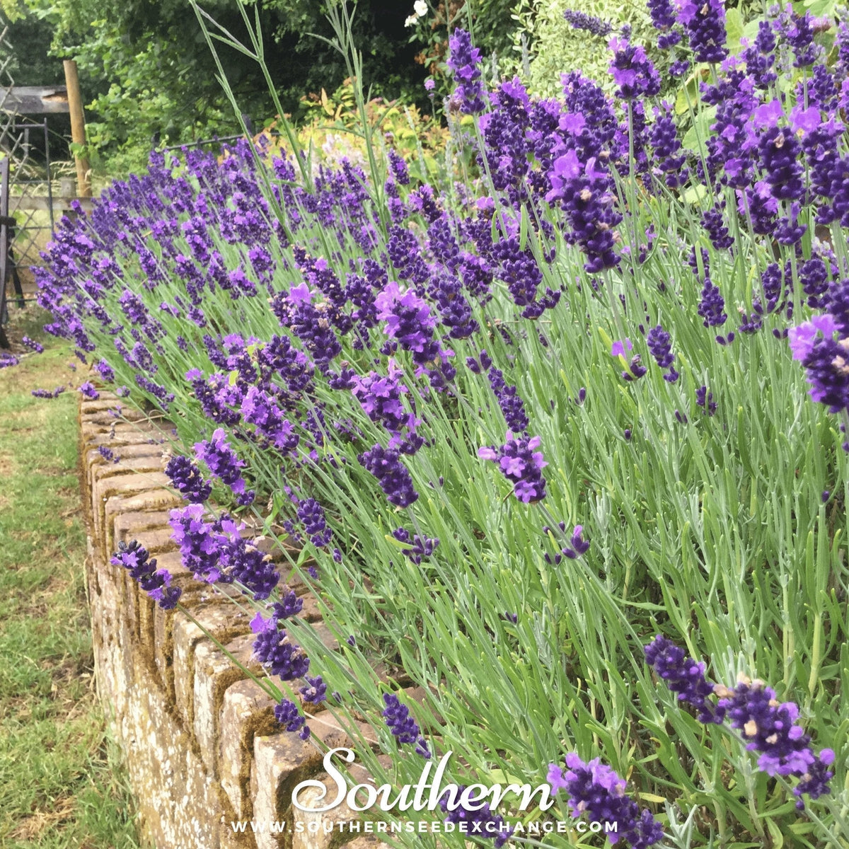 Hidcote Lavender Seeds – 50 Heirloom Non-GMO Perennial for Fragrant Hedges & Drying – Lavandula angustifolia