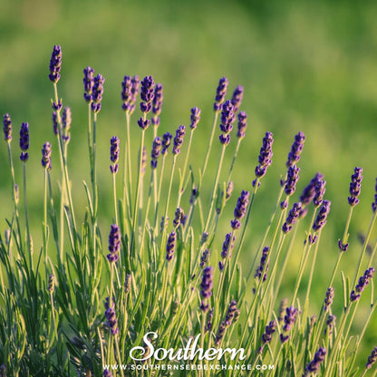 Munstead Lavender – 50 Seeds