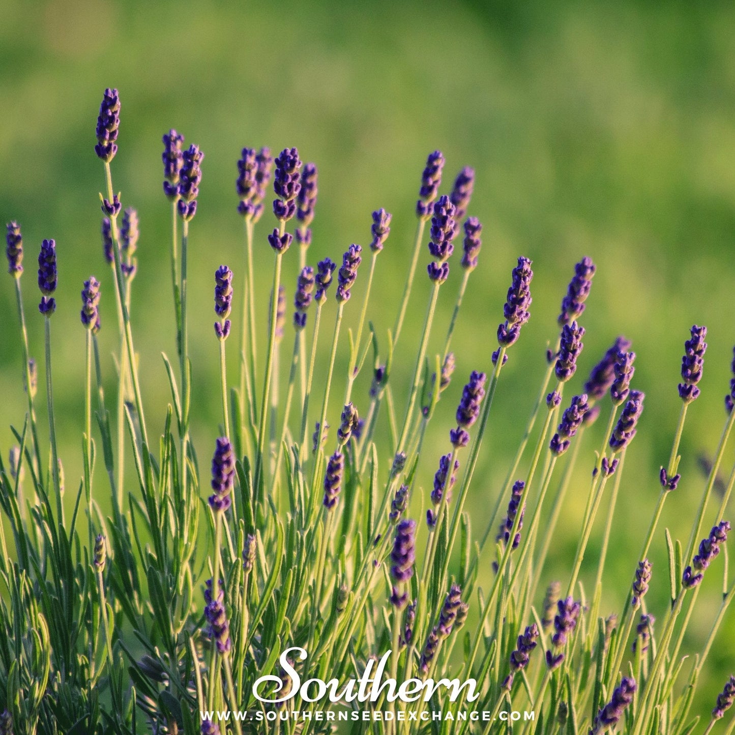 Munstead Lavender Seeds – Heirloom, Non-GMO, Fragrant Blue-Purple Flowers, Perennial, 50 Seeds, Lavandula angustifolia