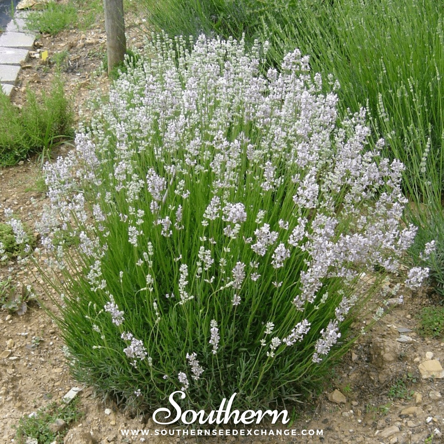 Pink Lavender Seeds - Lavandula angustifolia rosea - Non-GMO, Bee & Butterfly Friendly, 20 Seeds for Herb & Flower Gardens