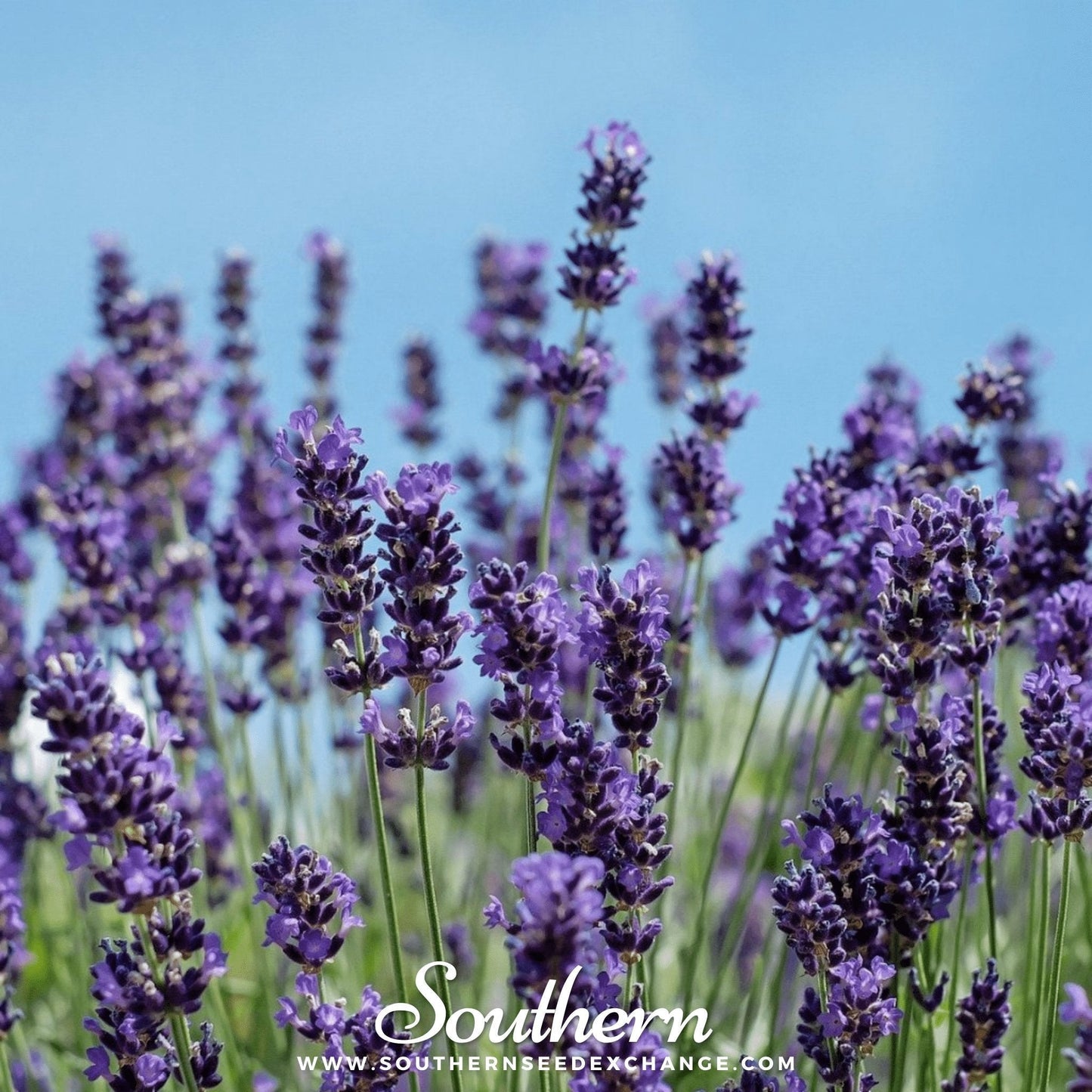 Vera English Lavender Seeds – Heirloom Non-GMO, Fragrant Purple-Blue Flowers, Drought-Tolerant Perennial, 100 Seeds