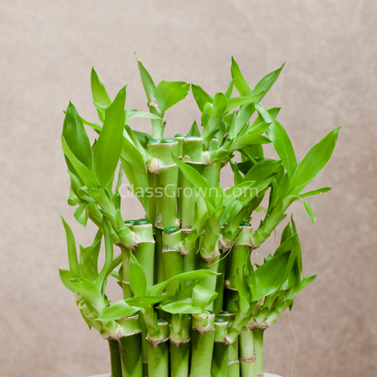 Lucky Bamboo Plant