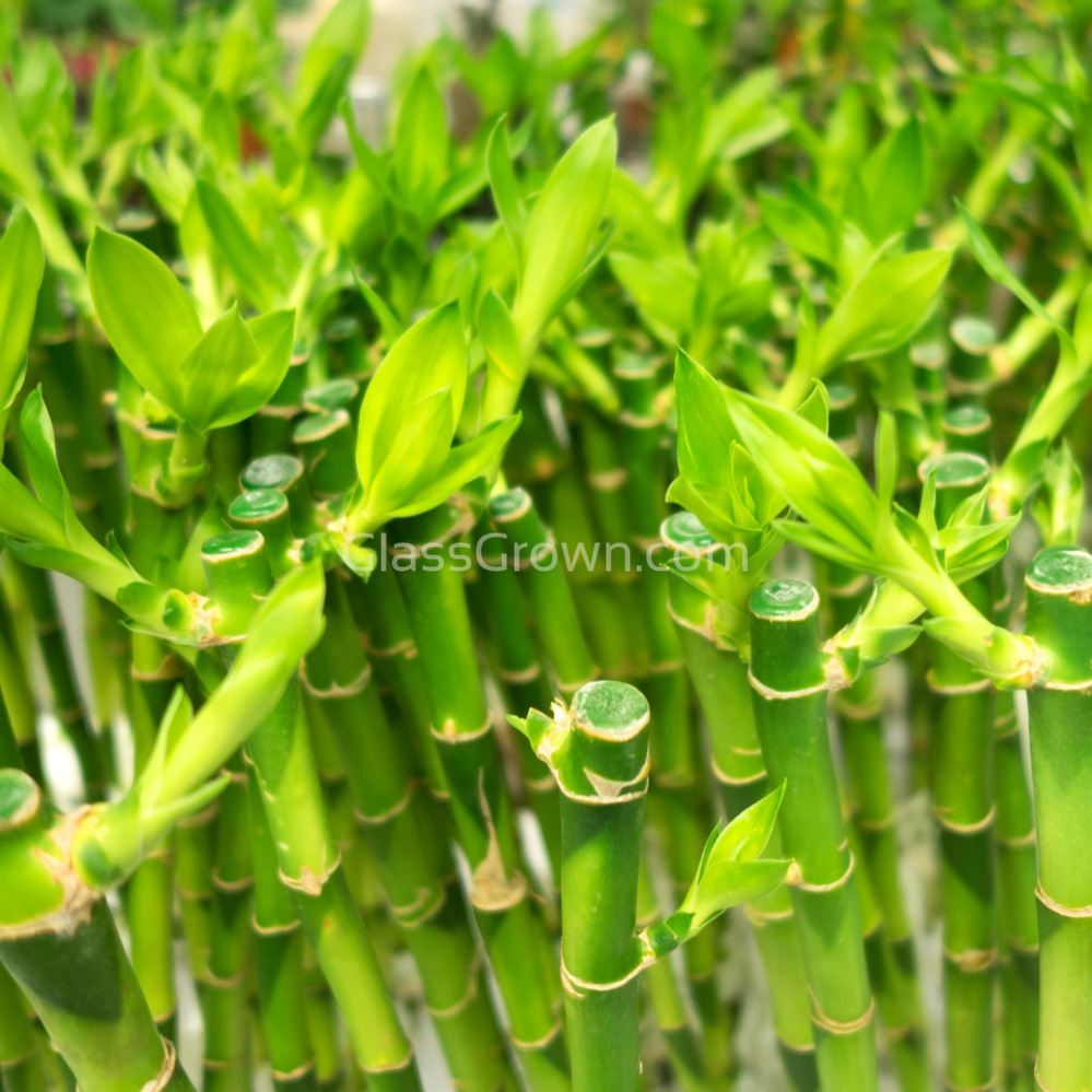 Lucky Bamboo Plant