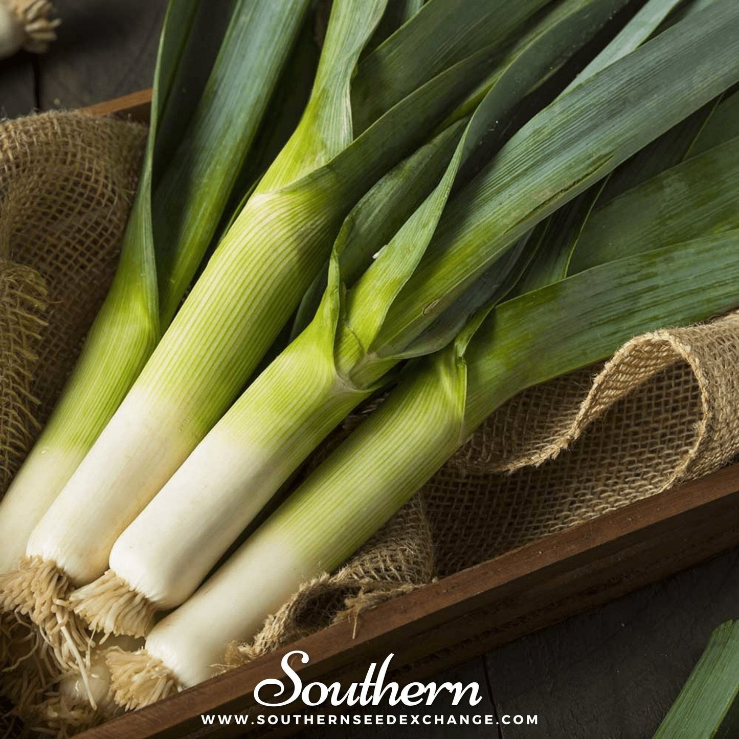 Giant Musselburgh Leek Seeds – Heirloom Scottish Variety, Cold-Hardy, Thick White Stalks, Open Pollinated, 200 Seeds