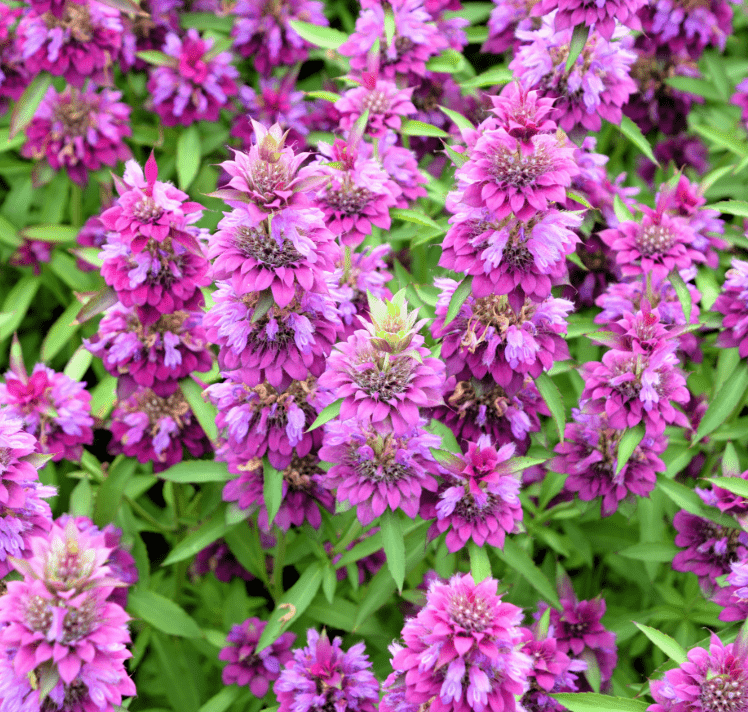 Lemon Bee Balm Seeds – 100 Non-GMO Heirloom Wildflower for Pollinators, Aromatic Citrus Mint Fragrance, Attracts Bees & Butterflies