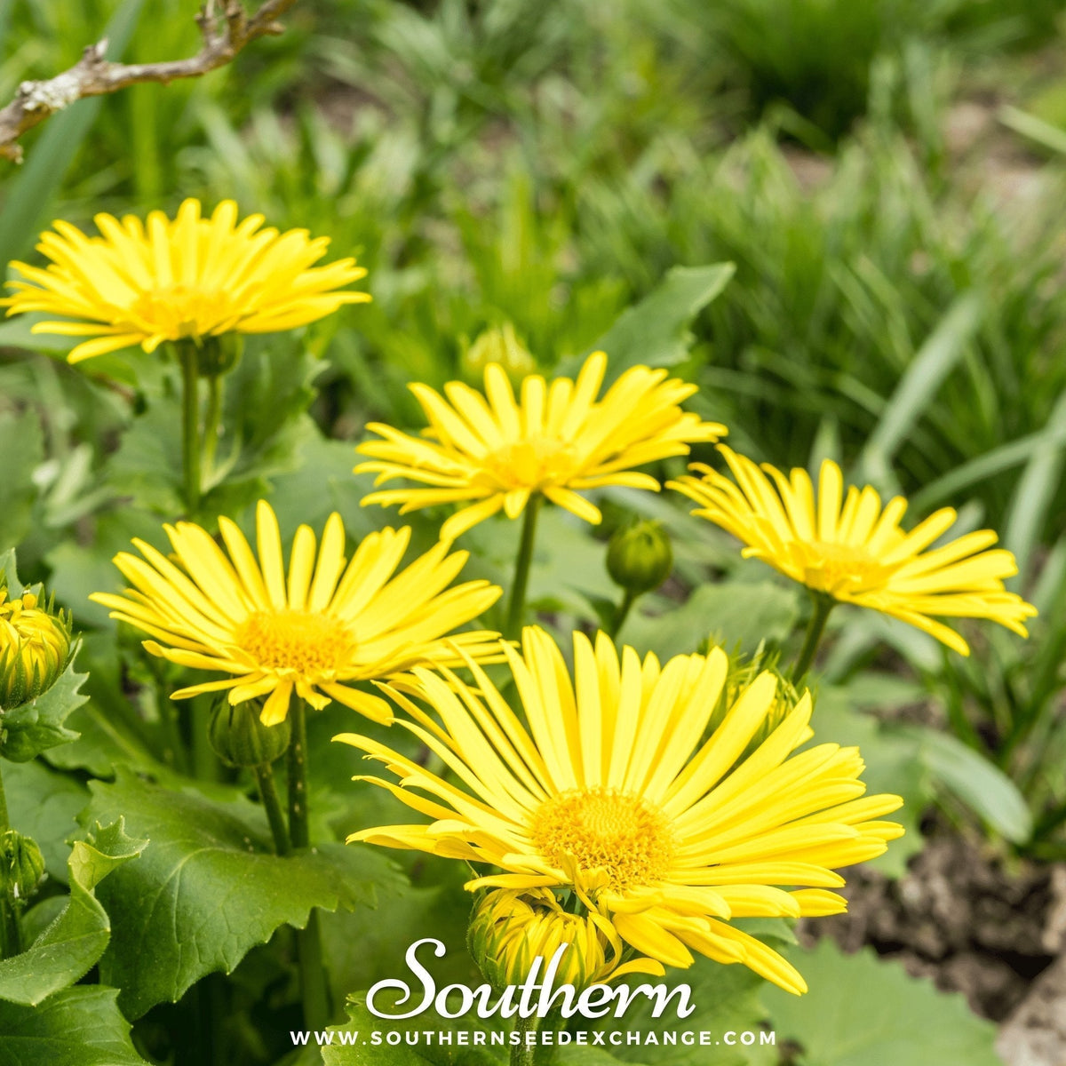 Leopard's Bane Seeds - Doronicum Orientale Perennial Flower for Spring Blooming, Bee & Butterfly Friendly, Non-GMO, 50 Seeds