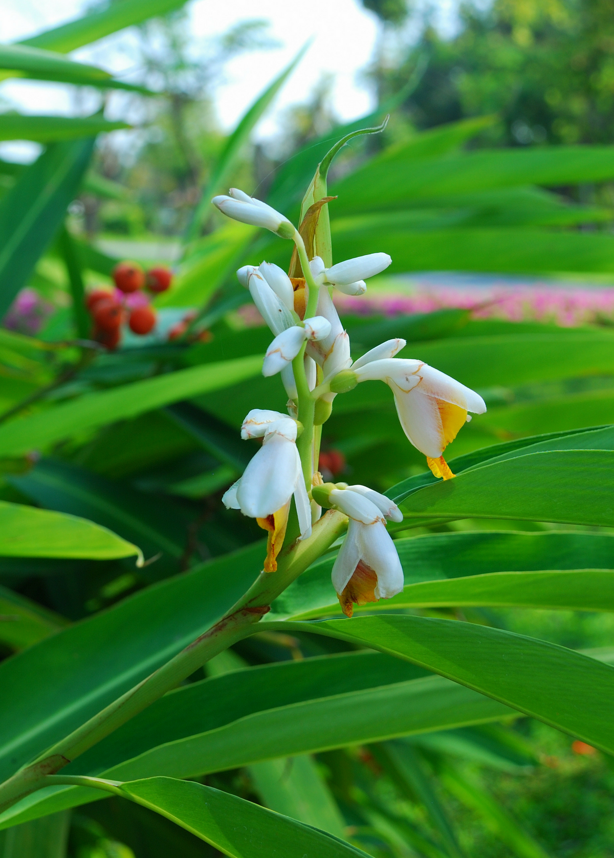 Lesser Galangal Rhizome, Culinary & Medicinal Herb, Tropical Garden Plant, Alpinia officinarum