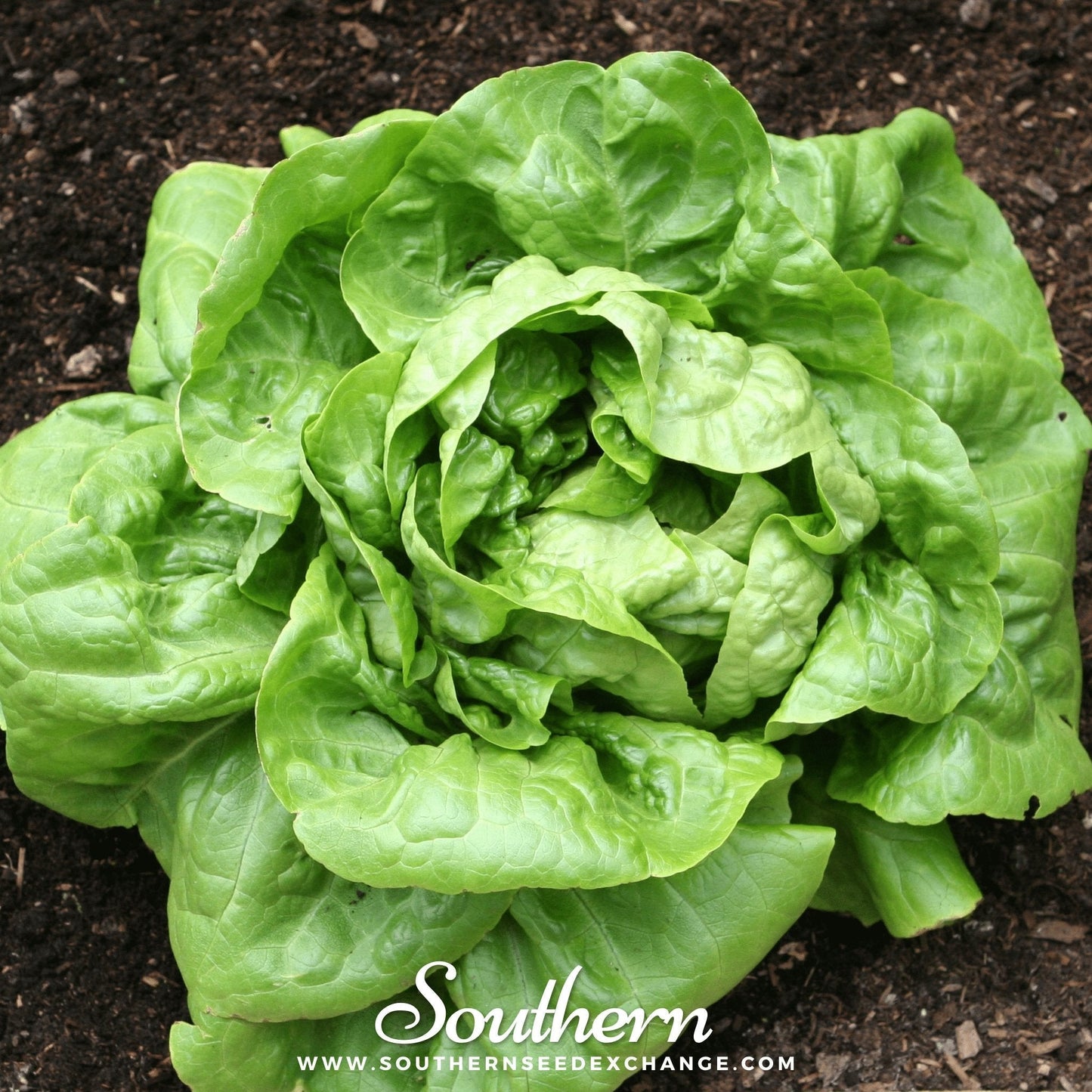 Buttercrunch Lettuce Seeds – Heirloom, All-American Selections Winner, Tender-Crisp, Heat Tolerant, Non-GMO, 500 Seeds