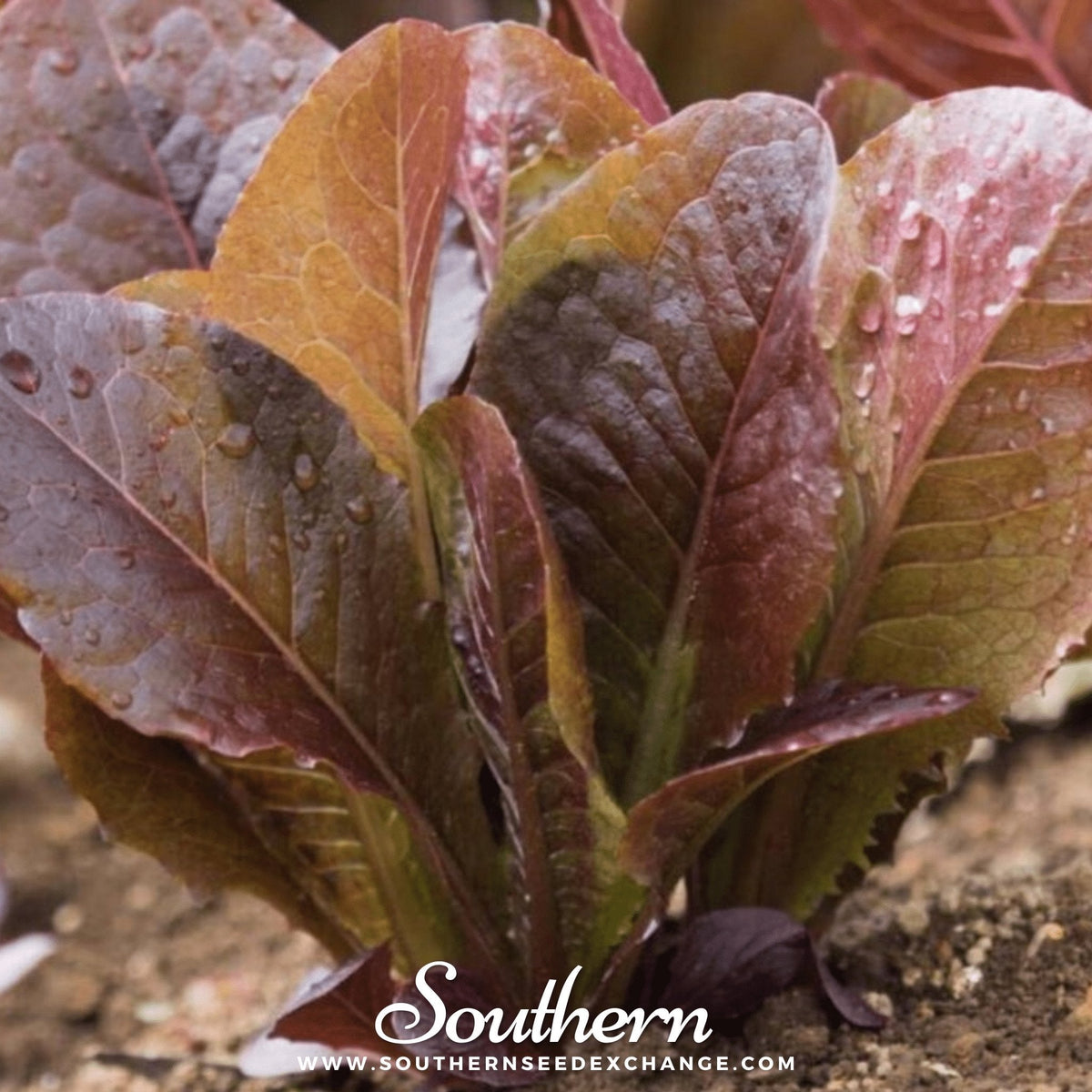 Cimmaron Romaine Lettuce Seeds – Heirloom, Non-GMO, Open-Pollinated, Salad Greens, Lactuca sativa, 200 Seeds