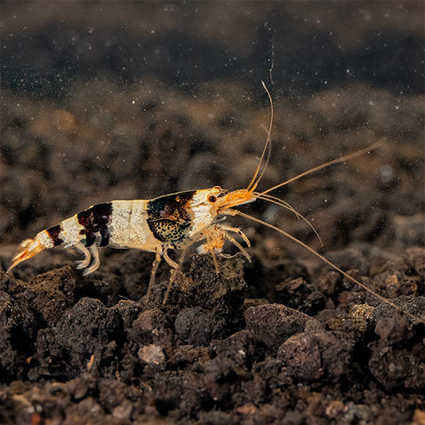 Black & White Shrimp