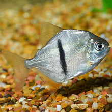 Black Bar Silver Dollar Myleus Schomburgkii 3