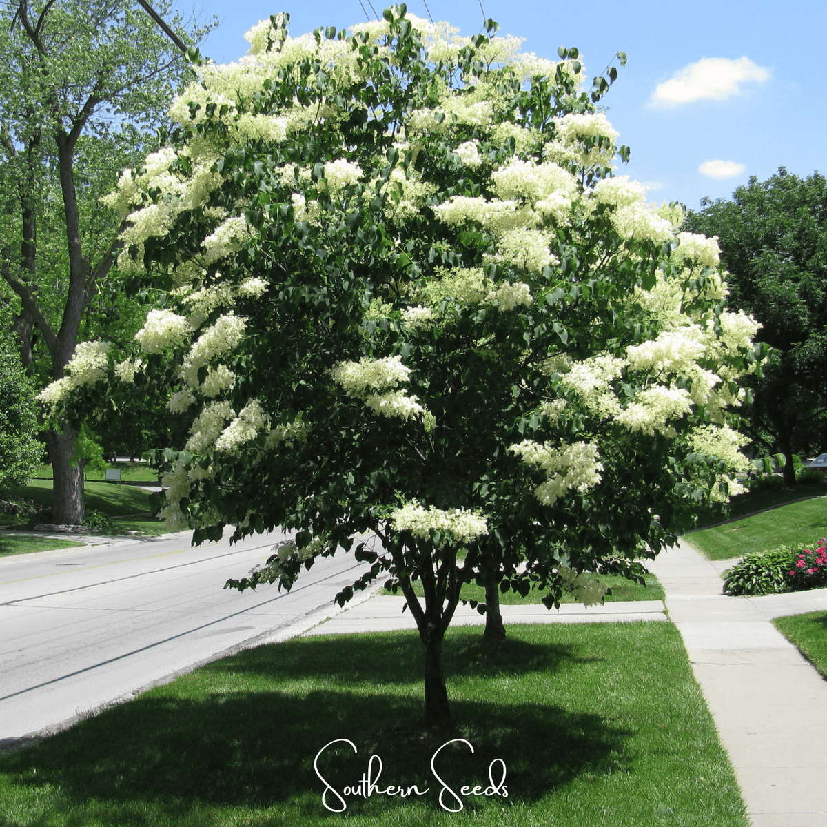 Japanese Tree Lilac Seeds – Syringa reticulata Heirloom, Fragrant Creamy-White Flowers, Hardy Small Tree, Urban Tolerance, 30 Seeds