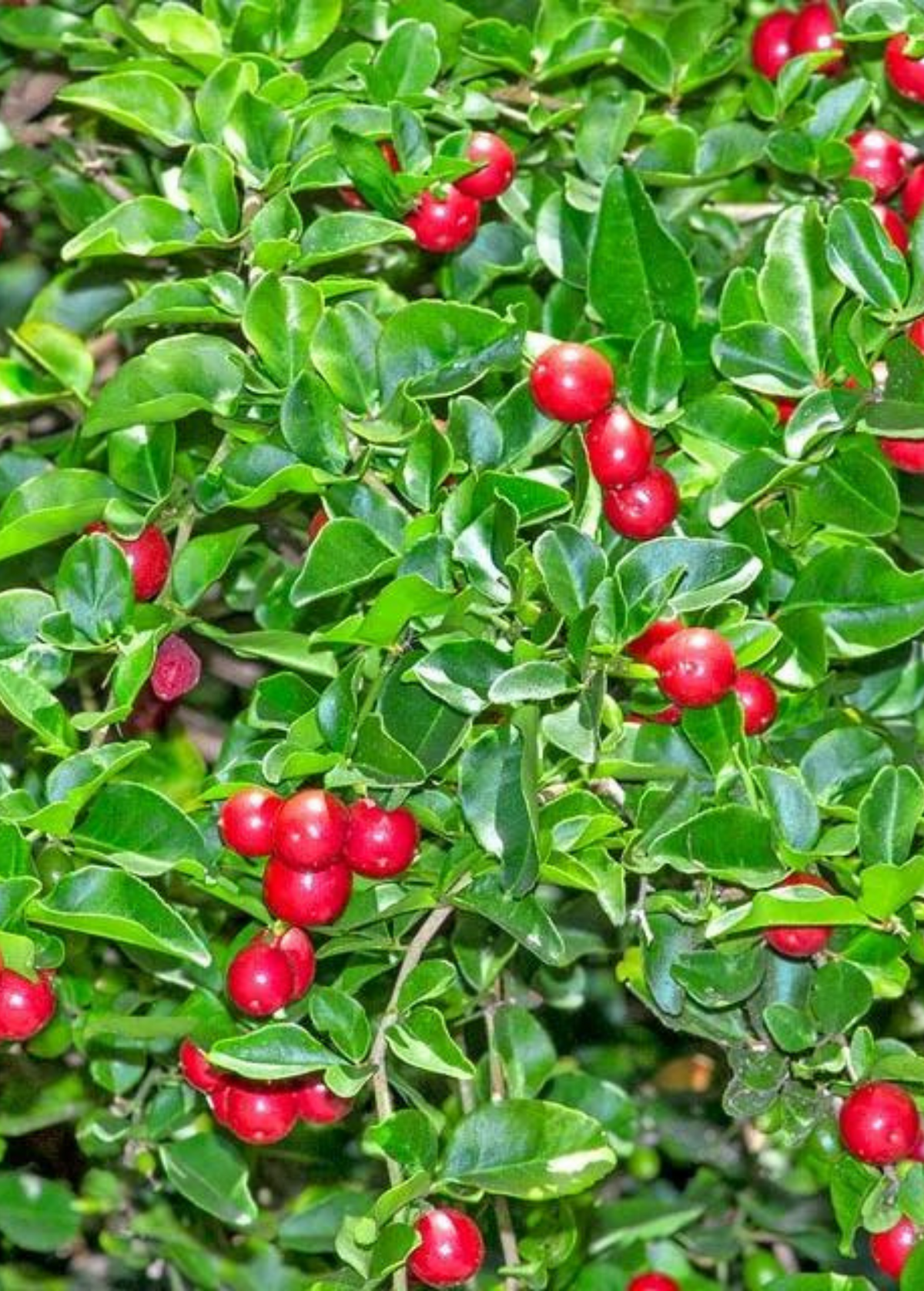 Limeberry Shrub, Evergreen Hedge Plant, Fragrant White Flowers, Edible Red-Orange Fruits, Triphasia trifolia