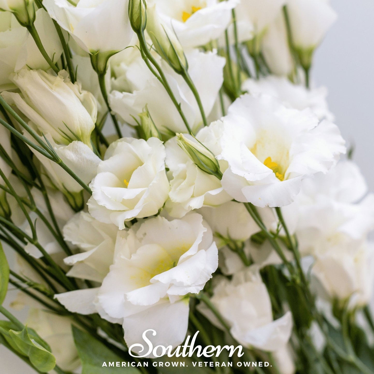 Sapphire White Lisianthus Seeds – Eustoma grandiflorum, Snow-White Double Blooms, Deer Resistant, Native US Annual Flower, 25 Seeds