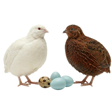 Lone Star Red, White and Blue Special Edition Quail Hatching Eggs 24-Count Premium Blue Egg Layer Assortment