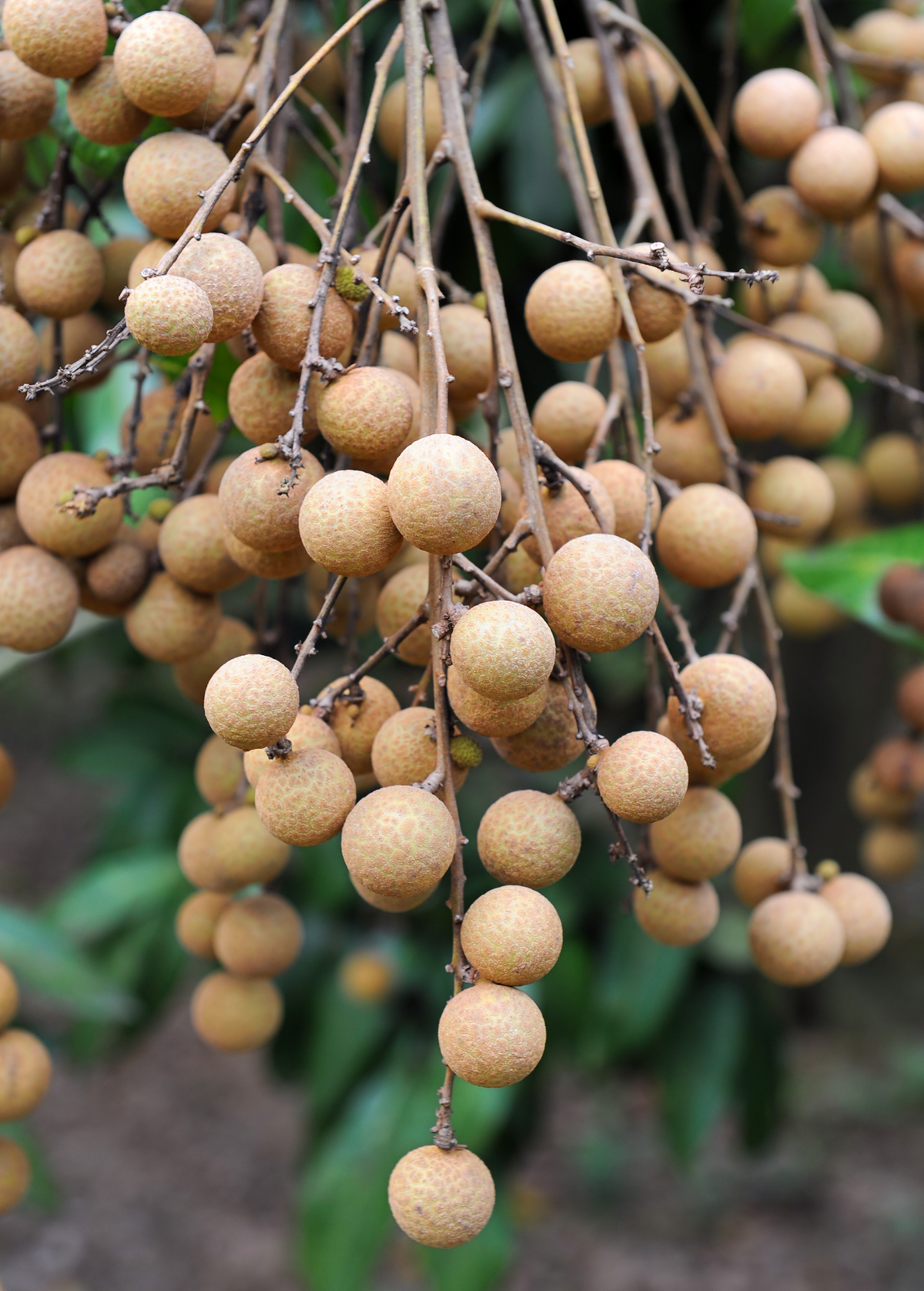 Pink Sri Chompoo Longan Tree - Tropical Fruit Tree with Juicy Pink Flesh - Dimocarpus longan