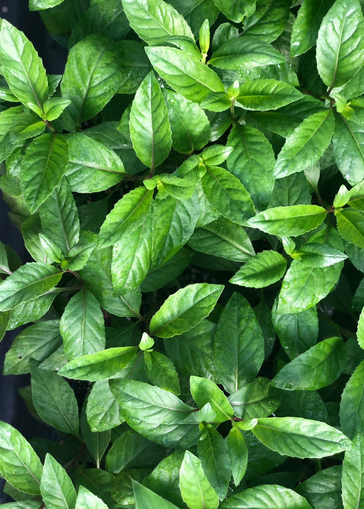 Longevity Spinach Herb Gynura procumbens Edible Ground Cover Tropical Perennial Plant