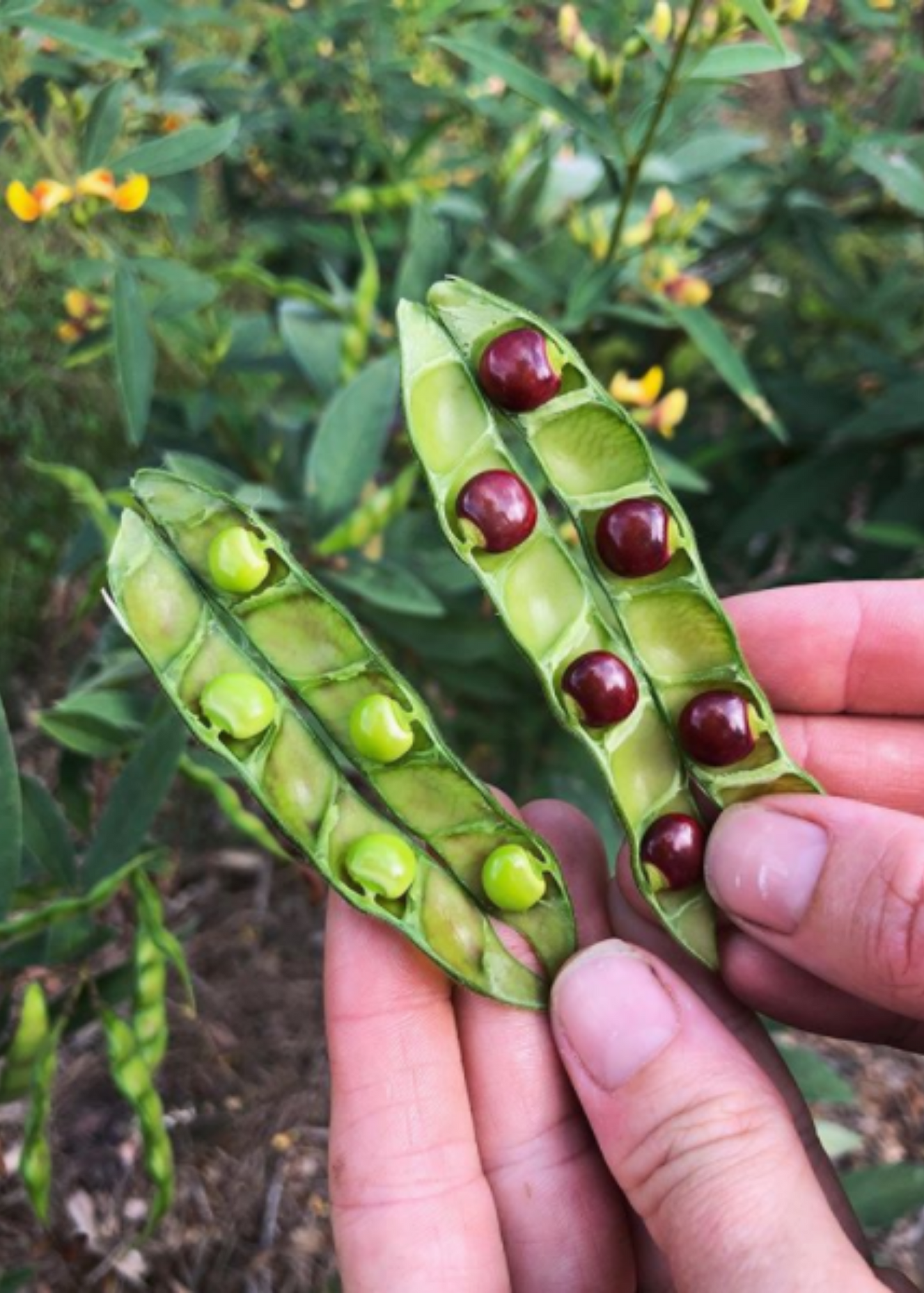 Red Pigeon Pea Seedling, Cajanus cajan, Nutritious Legume, Tropical Shrub, Drought Resistant, Fast Growing Plant
