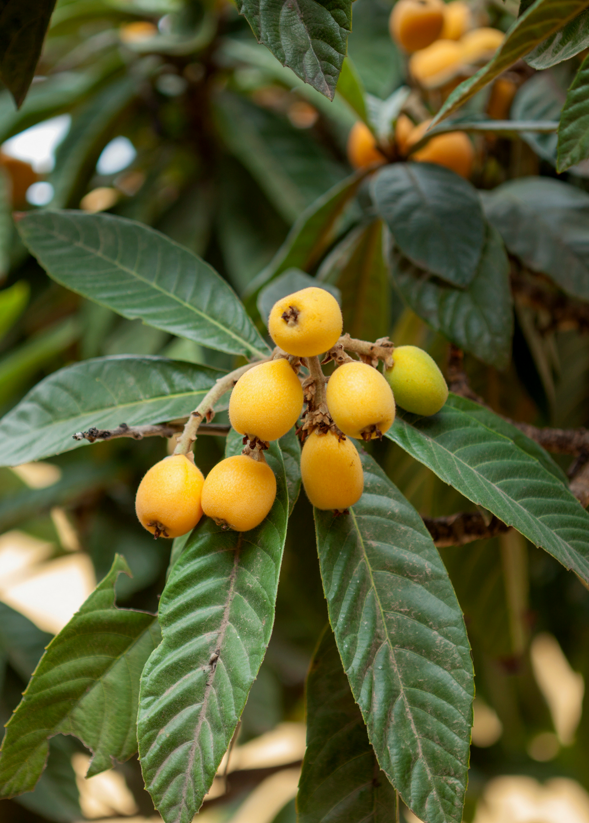 Loquat 'Champagne' Fruit Tree, Large Clusters, White Flesh, Eriobotrya japonica, Edible, Ornamental, Cold Hardy