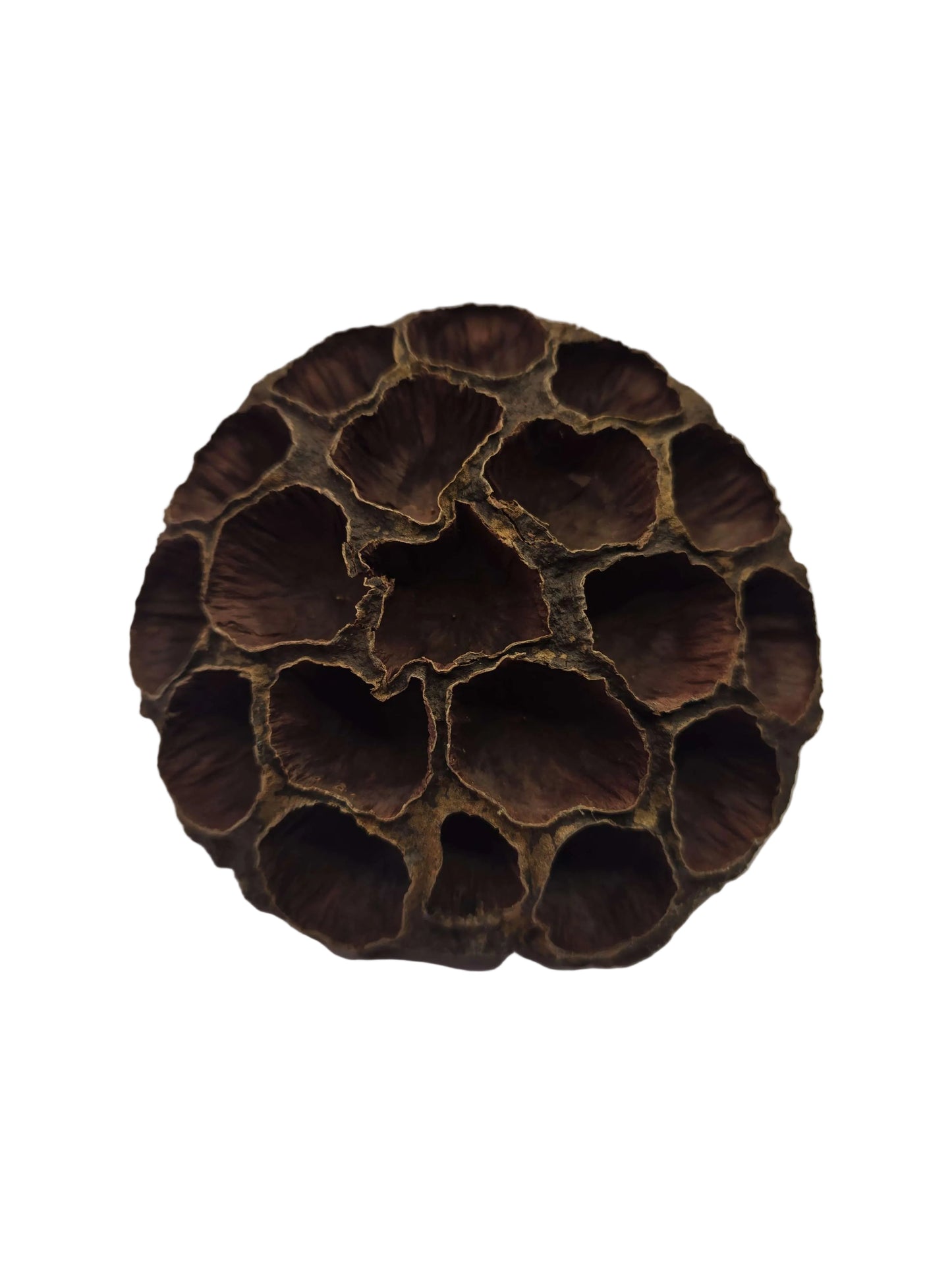 Large Lotus Head Pod – Natural Isopod Hide & Terrarium Decor (Pod Pack)