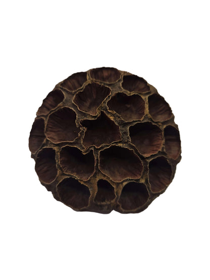 Large Lotus Head Pod – Natural Isopod Hide & Terrarium Decor (Pod Pack)