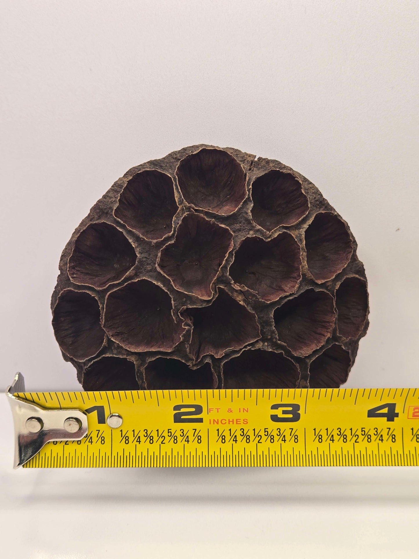 Large Lotus Head Pod – Natural Isopod Hide & Terrarium Decor (Pod Pack)