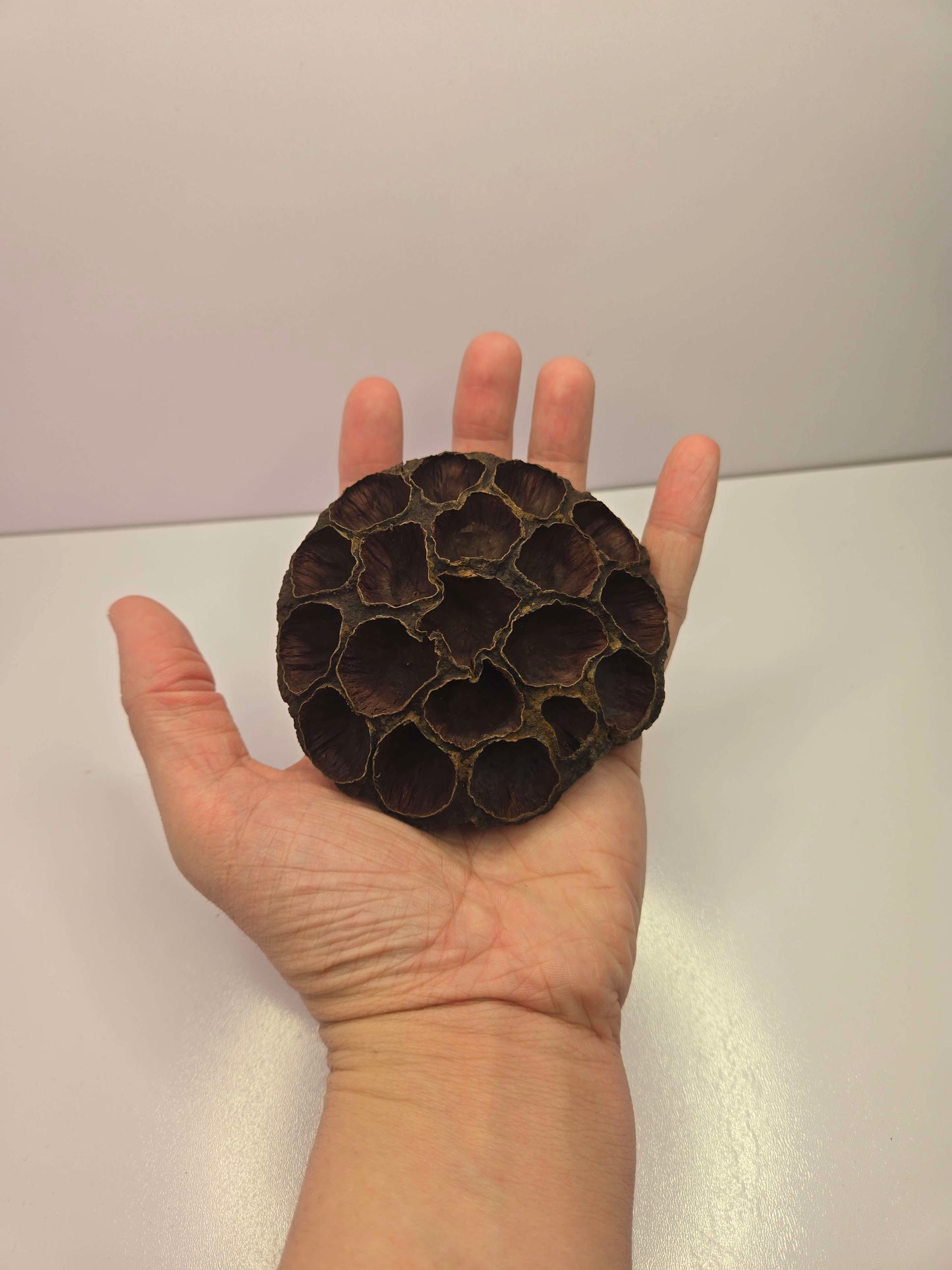 Large Lotus Head Pod – Natural Isopod Hide & Terrarium Decor (Pod Pack)