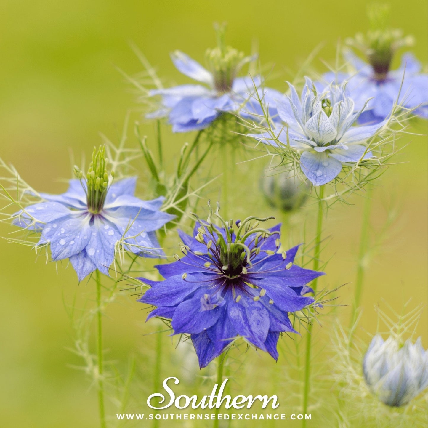 Jewels Mix Love in a Mist – 100 Mixed Seeds