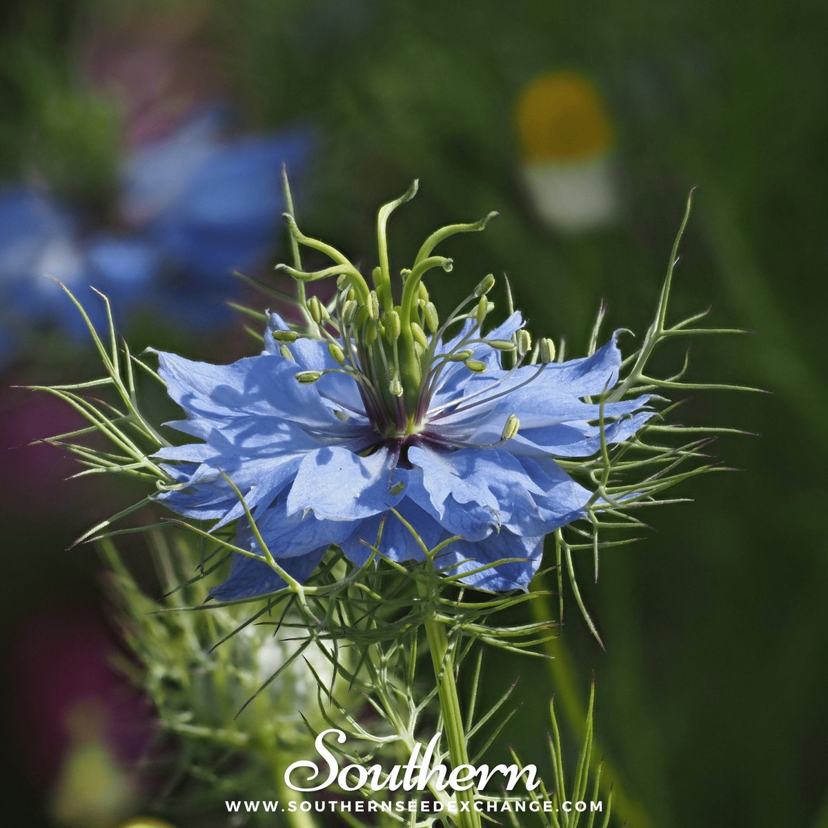Jewels Mix Love in a Mist – 100 Mixed Seeds