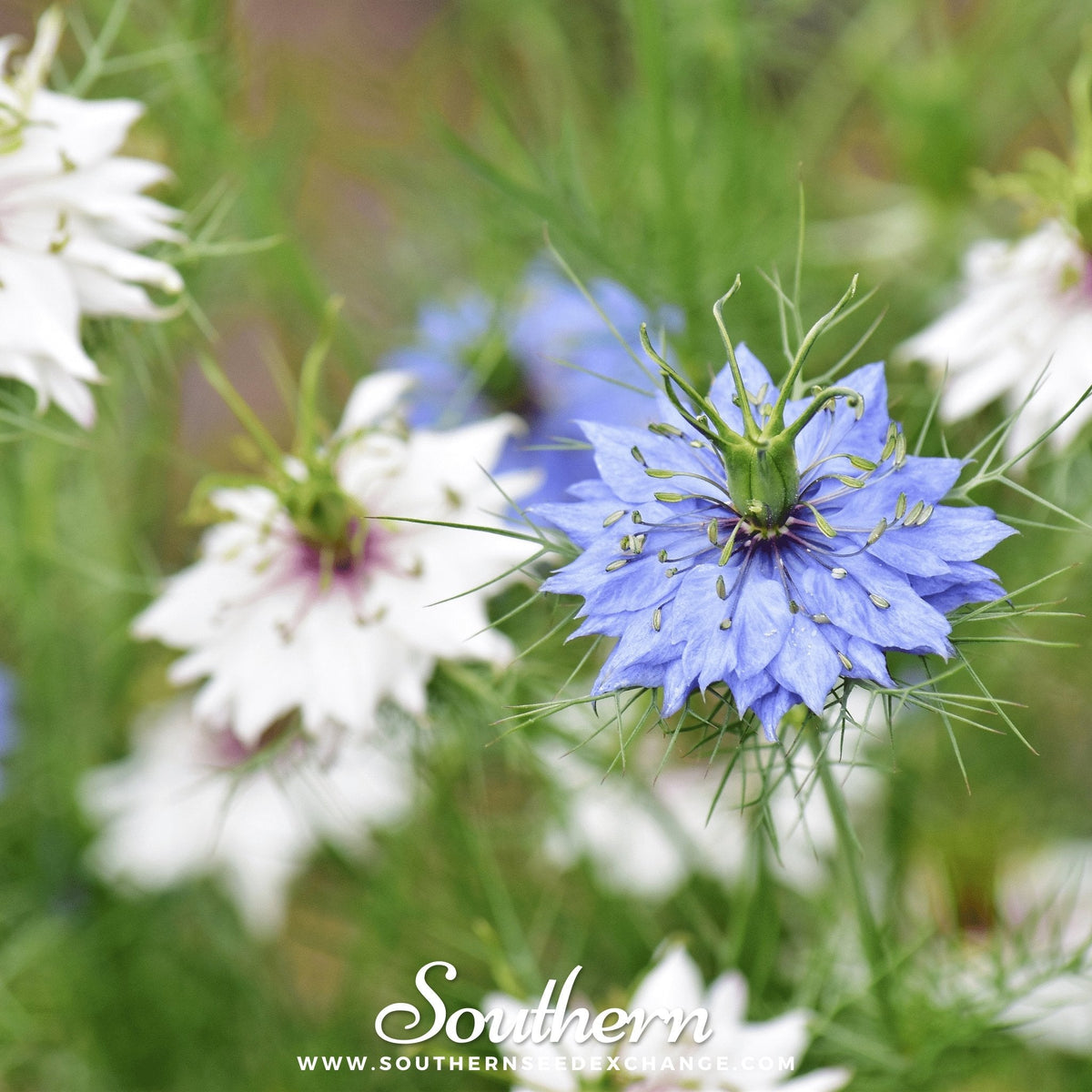 Jewels Mix Love in a Mist – 100 Mixed Seeds