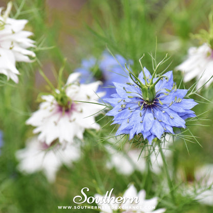 Jewels Mix Love in a Mist – 100 Mixed Seeds