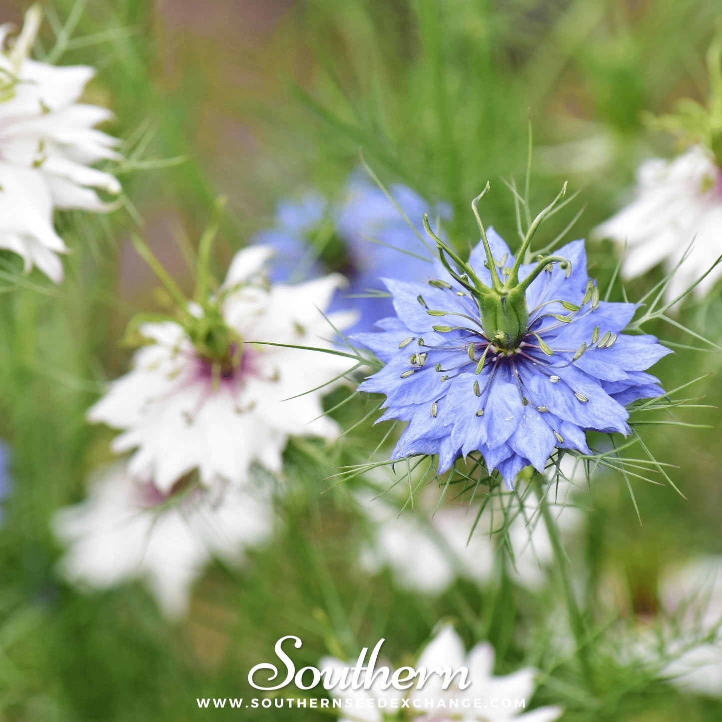 Jewels Mix Love in a Mist Seeds – 200 Heirloom Nigella damascena Flower Seeds for Cottage Garden, Dried Arrangements, Easy to Grow