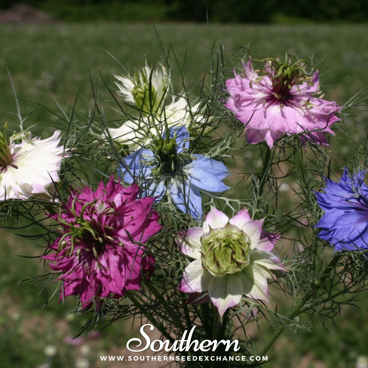 Jewels Mix Love in a Mist – 100 Mixed Seeds
