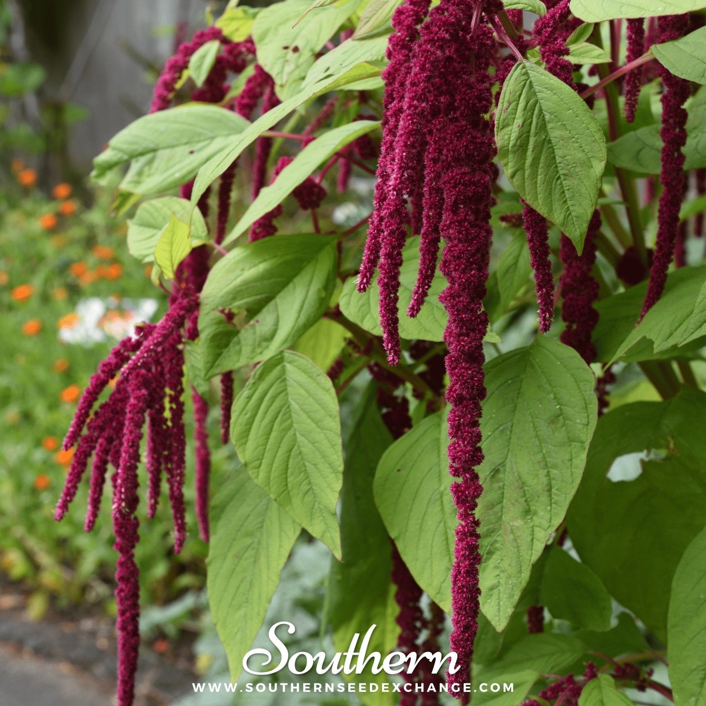 Love Lies Bleeding Amaranth Seeds – 250 Heirloom, Edible, Drought-Tolerant, Cascading Crimson Flowers, Ornamental & Cut Flower