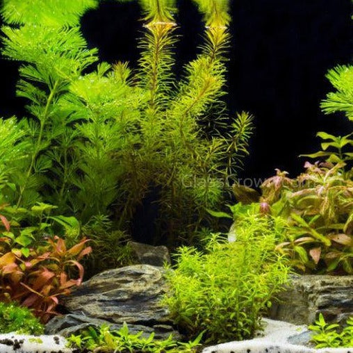 Done For You Plant Package, 12 Full Size (No Co2 Required)