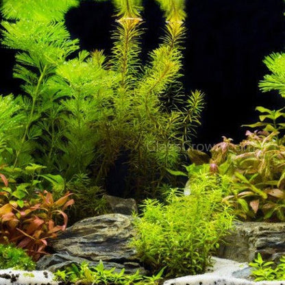 Done For You Plant Package, 12 Full Size (No Co2 Required)