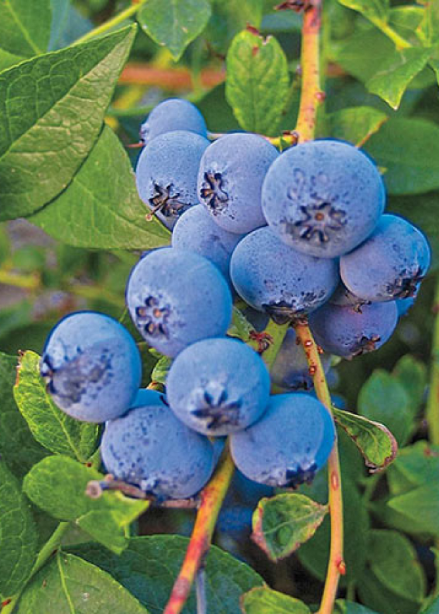 Blueberry Plant Biloxi Vaccinium darrowii Heat-Tolerant Southern Highbush Evergreen Shrub