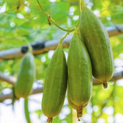Luffa Sponge Gourd Seeds - Luffa Cylindrica - Easy to Grow Vegetable Garden