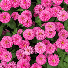 Luminosa Zinnia – 100 Seeds